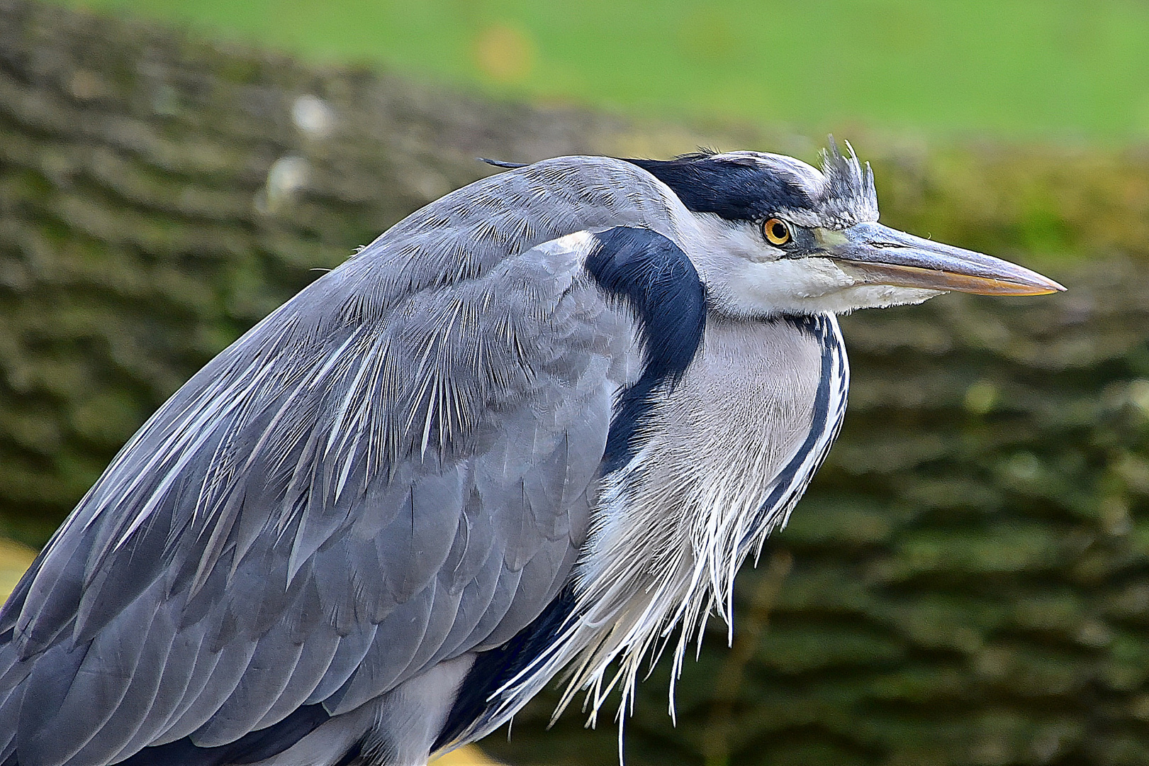 Graureiher (Ardea cinerea)