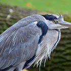 Graureiher (Ardea cinerea)