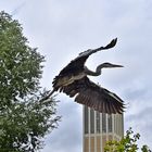 Graureiher (Ardea cinerea)