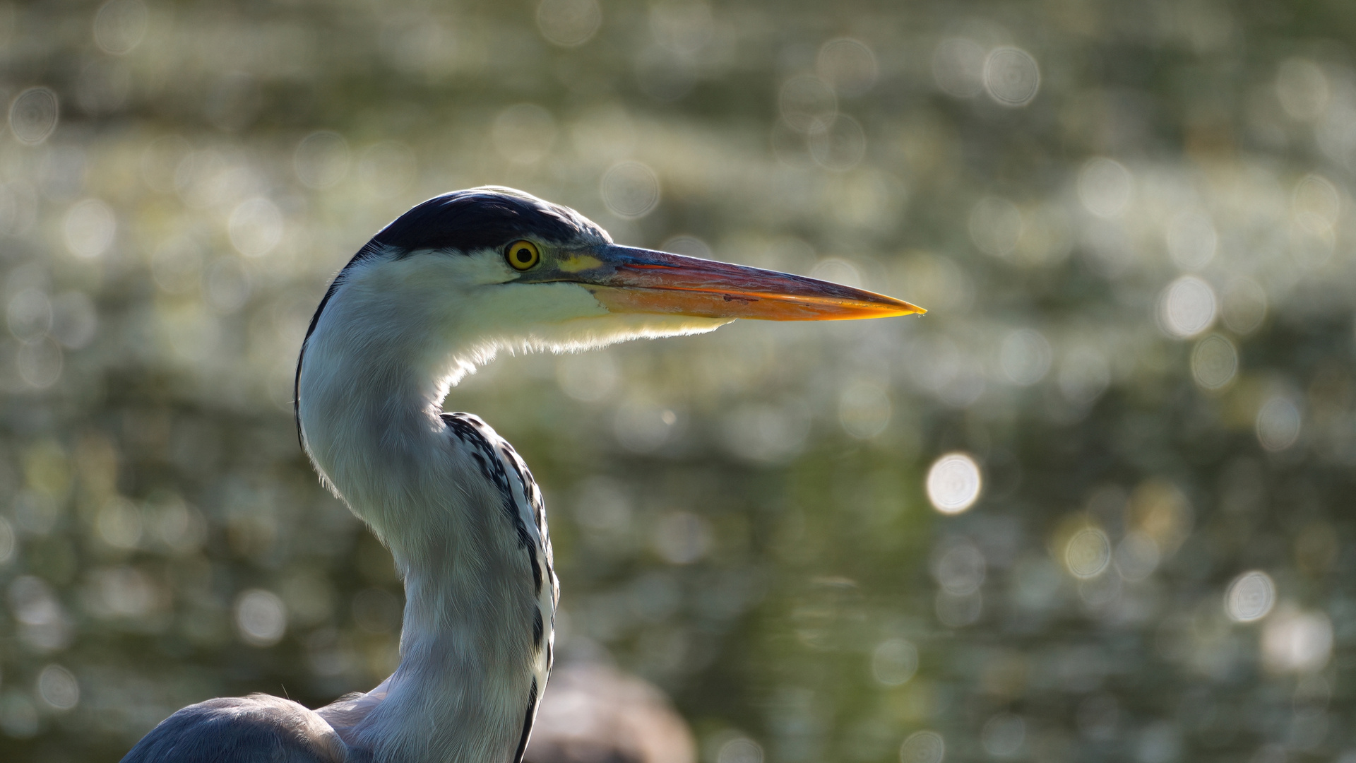 Graureiher (Ardea cinerea)