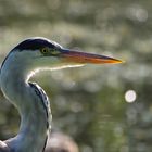 Graureiher (Ardea cinerea)