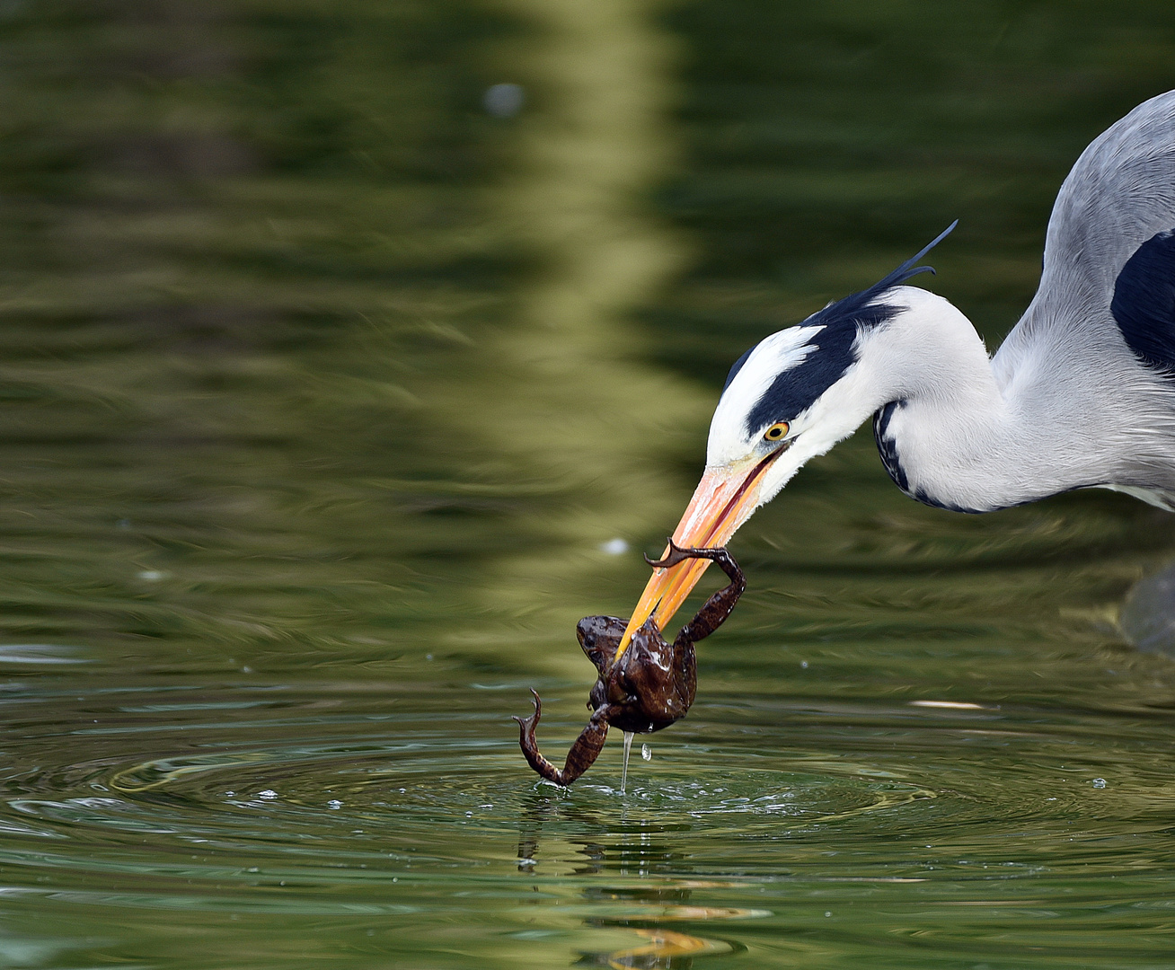 Graureiher (Ardea cinerea)