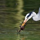 Graureiher (Ardea cinerea)