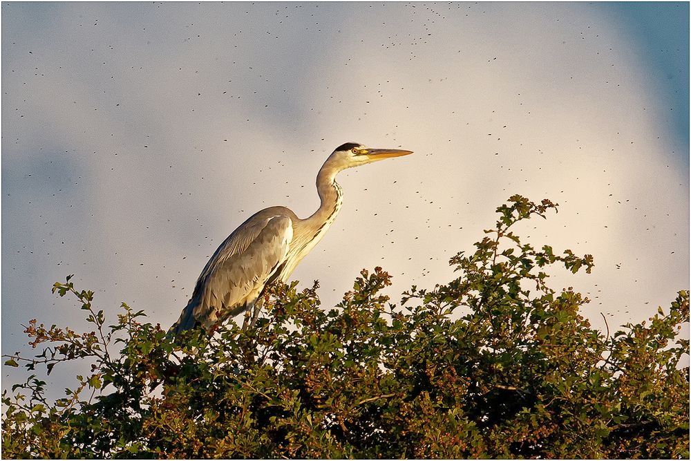 Graureiher (Ardea cinerea)