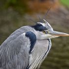 Graureiher (Ardea cinerea)