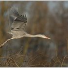 Graureiher (Ardea cinerea)