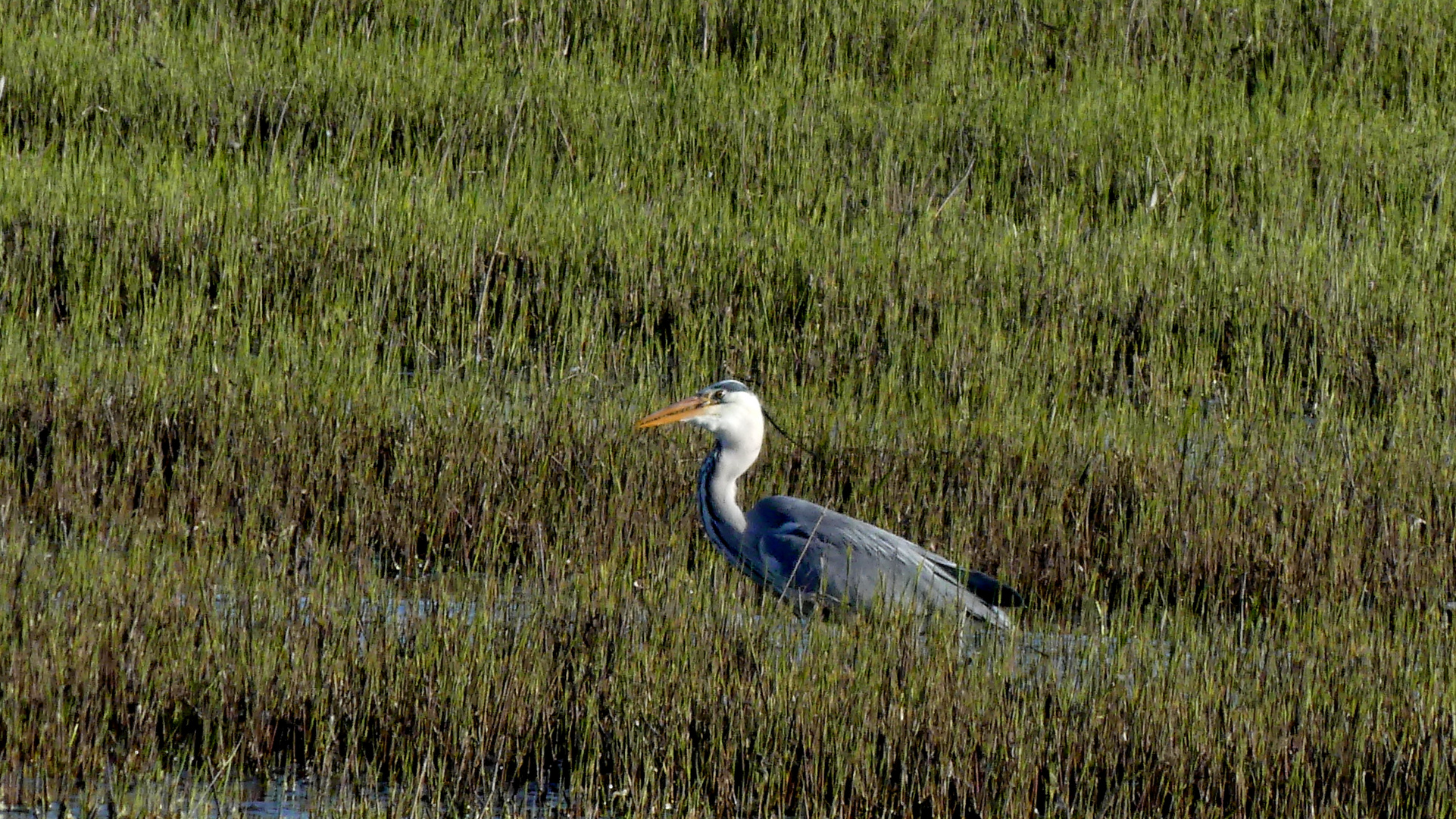 Graureiher (Ardea cinerea)...