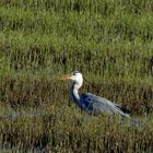 Graureiher (Ardea cinerea)...