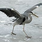 Graureiher (Ardea cinerea)