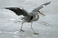 Graureiher (Ardea cinerea)