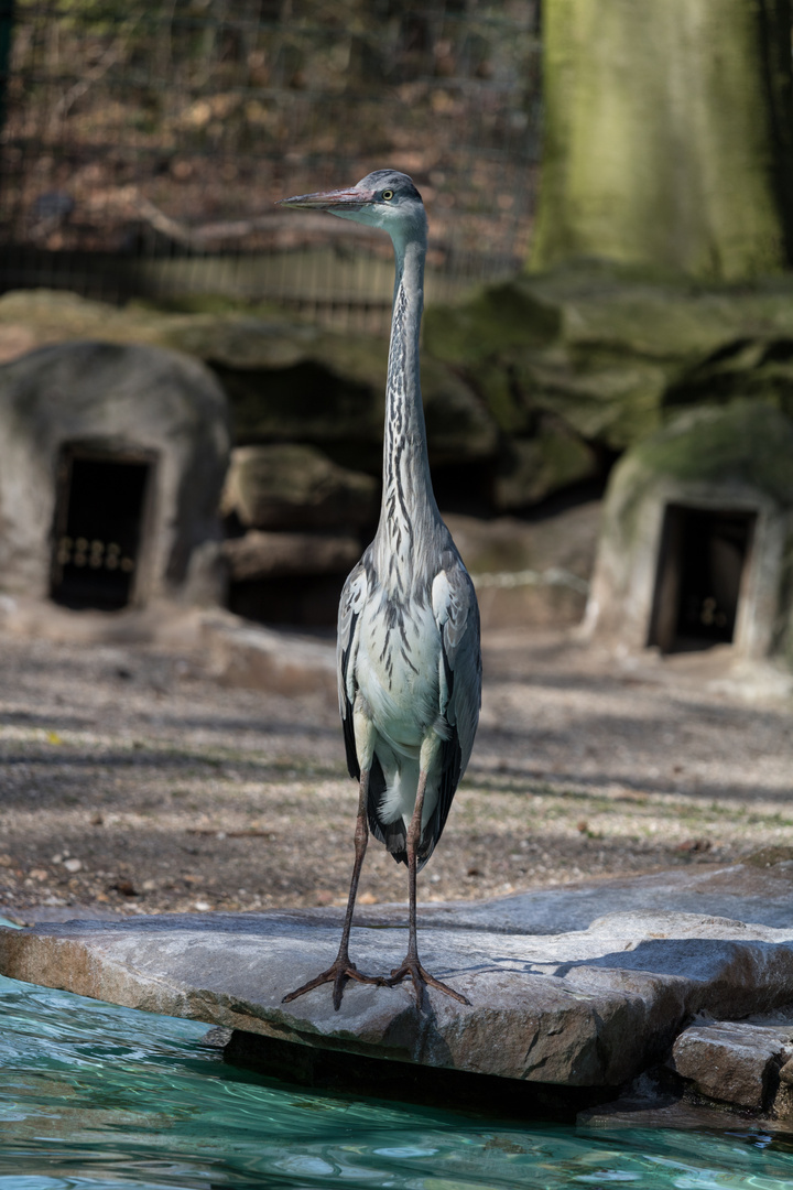 Graureiher (Ardea cinerea)