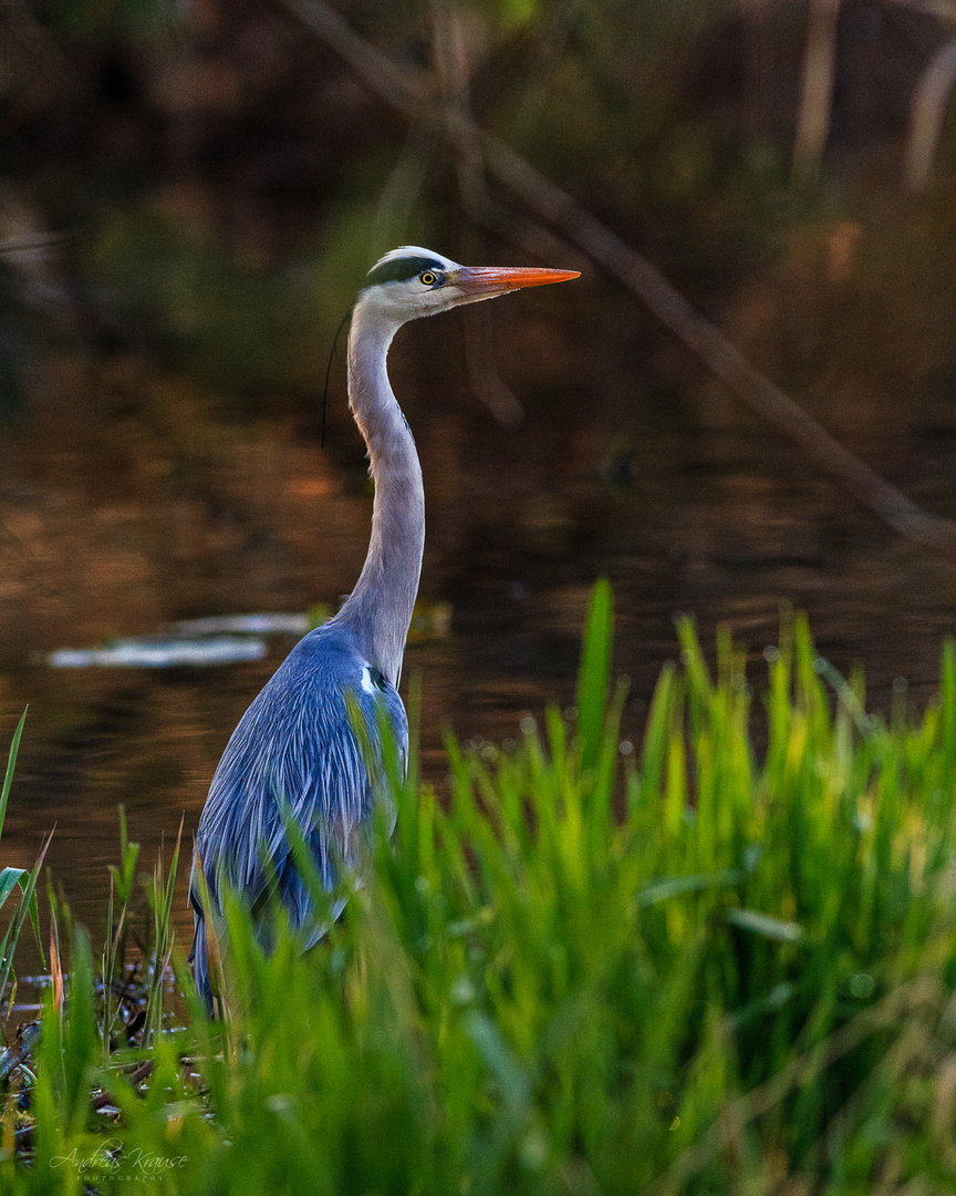 Graureiher (Ardea cinerea)