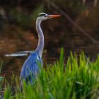 Graureiher (Ardea cinerea)