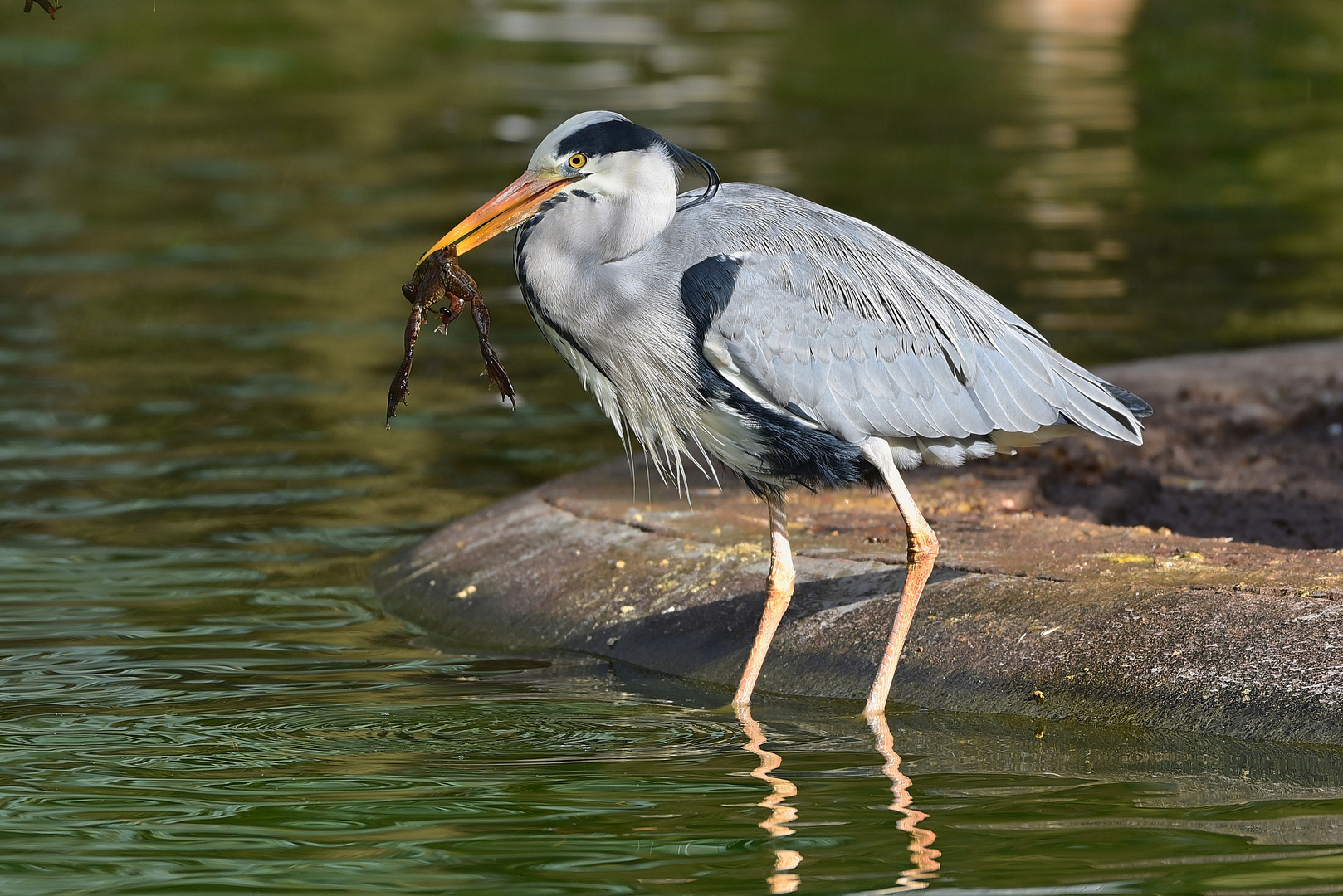 Graureiher (Ardea cinerea)