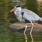 Graureiher (Ardea cinerea)