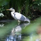 Graureiher - Ardea cinerea 2017-06-17-002