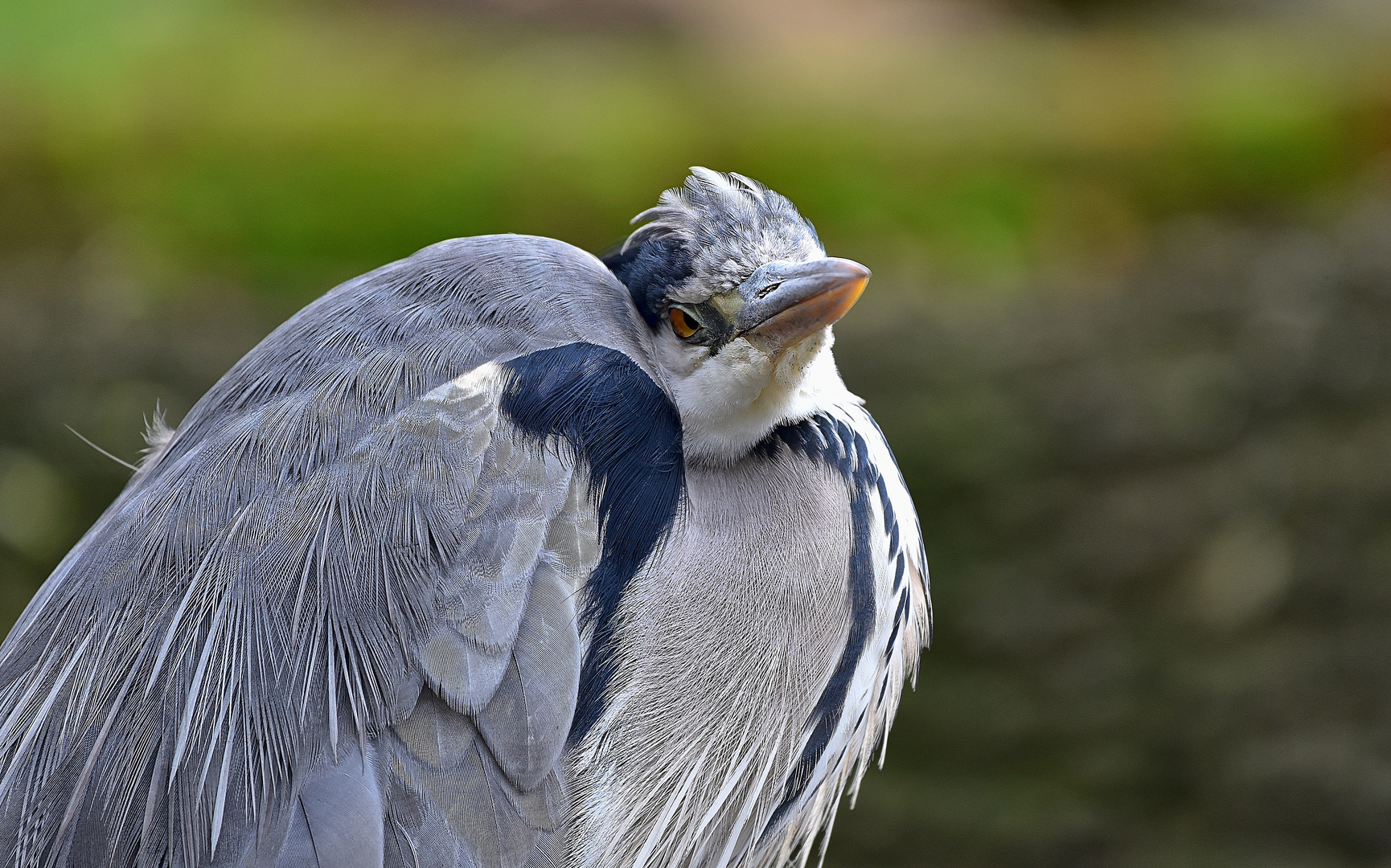 Graureiher (Ardea cinerea)