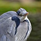 Graureiher (Ardea cinerea)