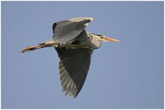 Graureiher (Ardea cinerea)