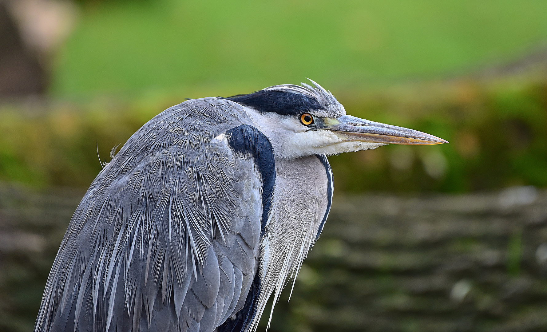 Graureiher (Ardea cinerea)