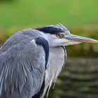 Graureiher (Ardea cinerea)