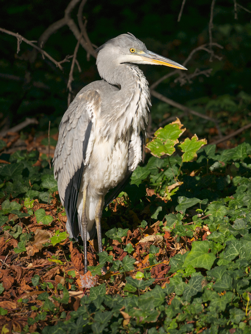 Graureiher  (Ardea cinerea)