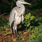 Graureiher  (Ardea cinerea)