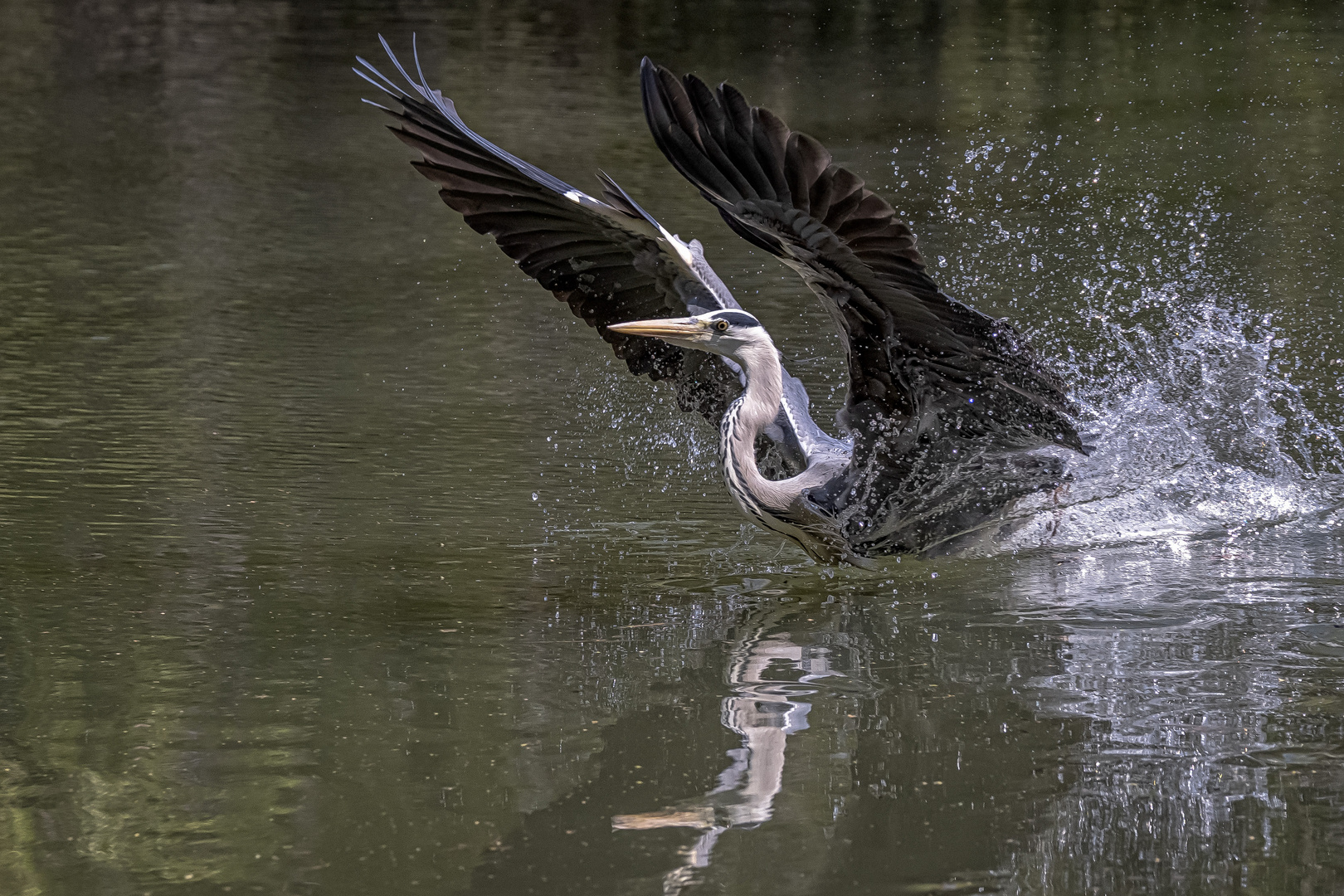 Graureiher (Ardea cinerea) 