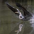 Graureiher (Ardea cinerea) 