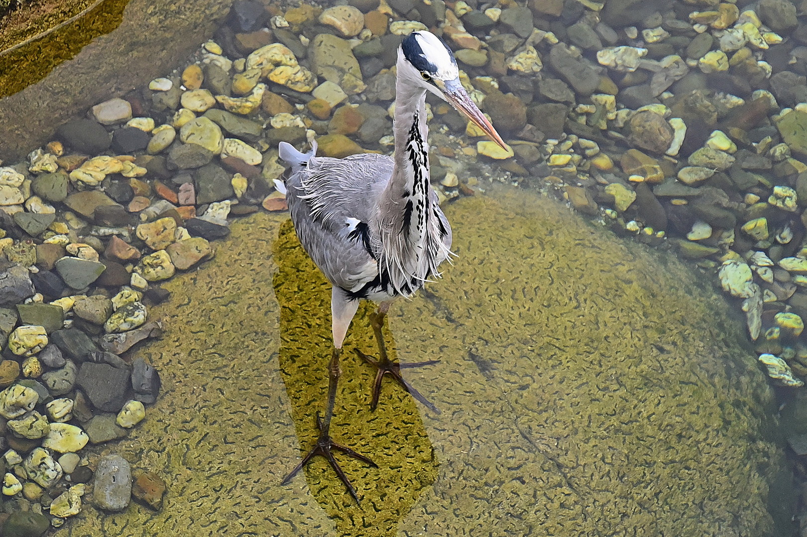 Graureiher (Ardea cinerea)