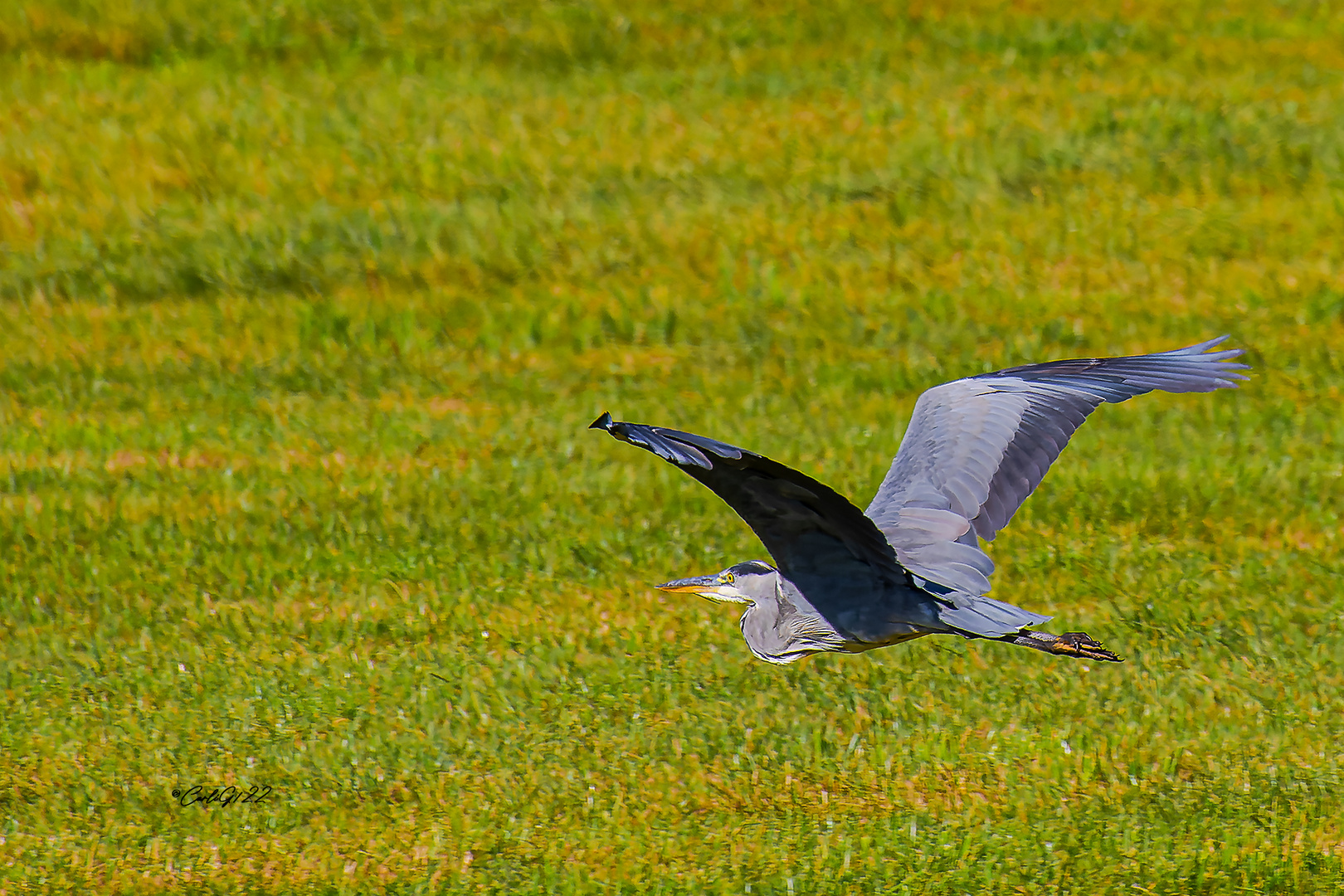 Graureiher (Ardea cinerea) 