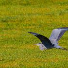 Graureiher (Ardea cinerea) 