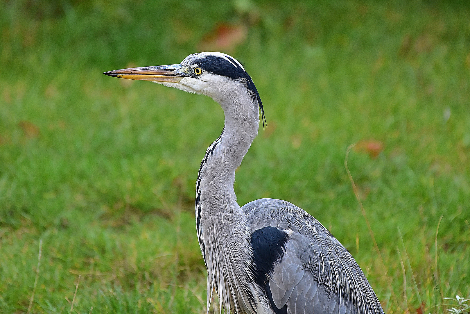 Graureiher (Ardea cinerea)