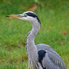 Graureiher (Ardea cinerea)