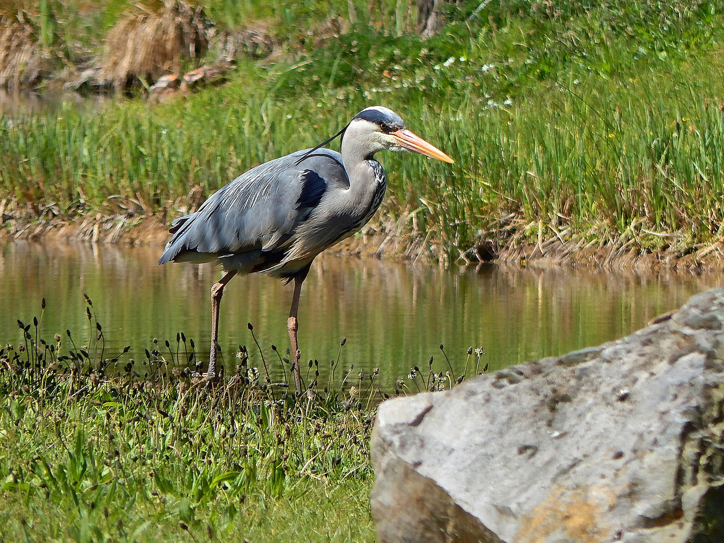 Graureiher (Ardea cinerea)