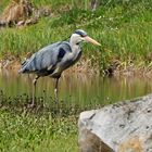 Graureiher (Ardea cinerea)