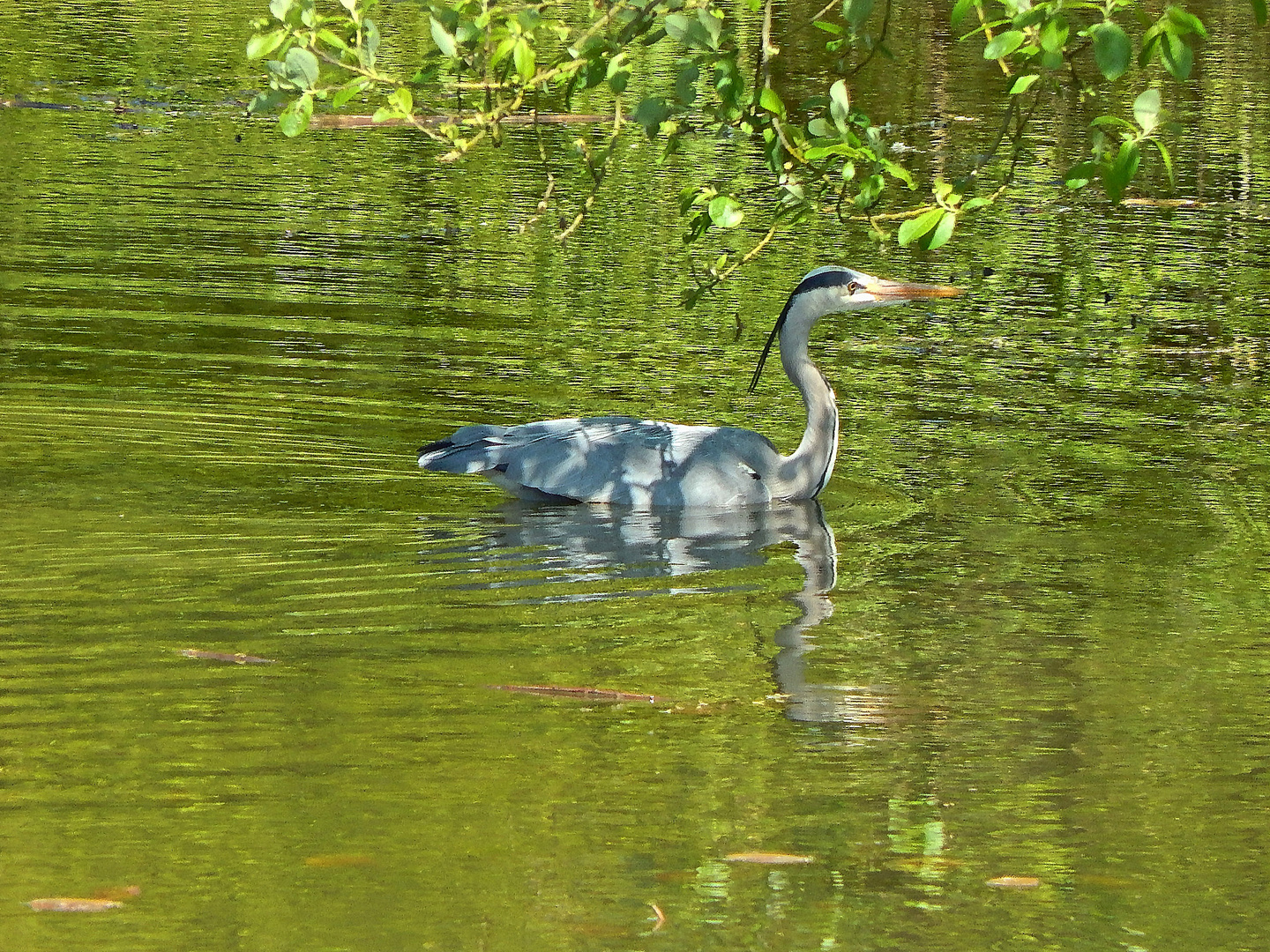 Graureiher (Ardea cinerea)