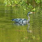 Graureiher (Ardea cinerea)