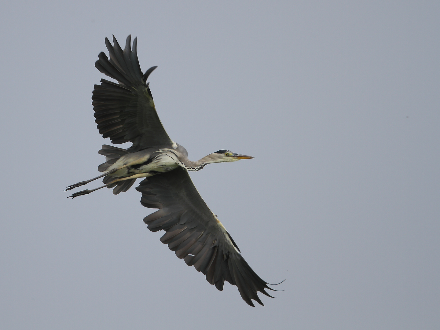 Graureiher (Ardea cinerea)