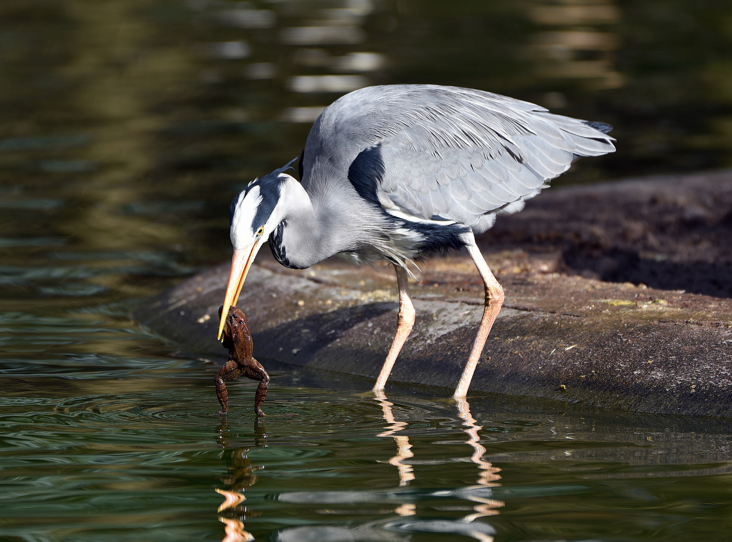 Graureiher (Ardea cinerea)