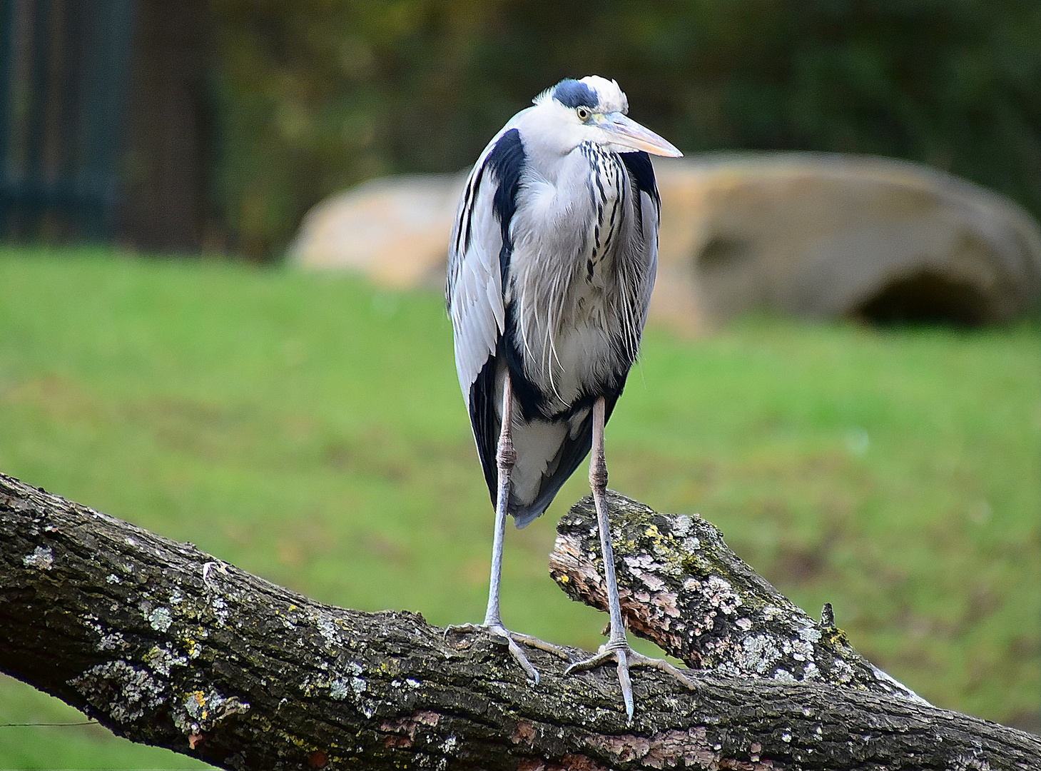 Graureiher (Ardea cinerea)