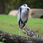 Graureiher (Ardea cinerea)