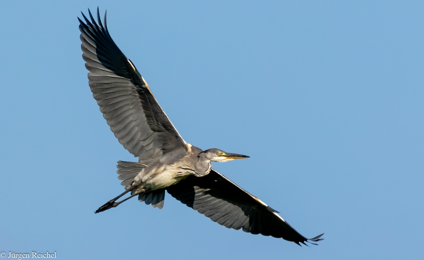 Graureiher ( Ardea cinerea )