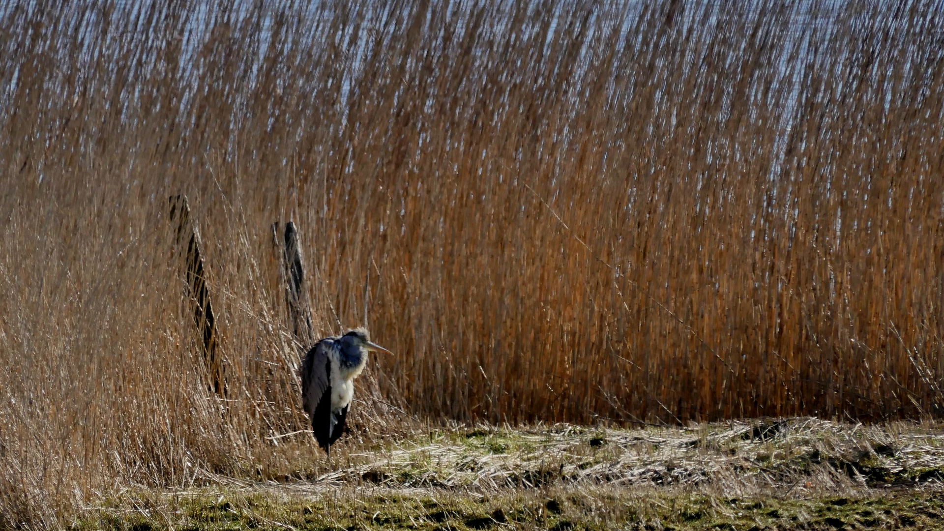 Graureiher (Ardea cinerea)... 