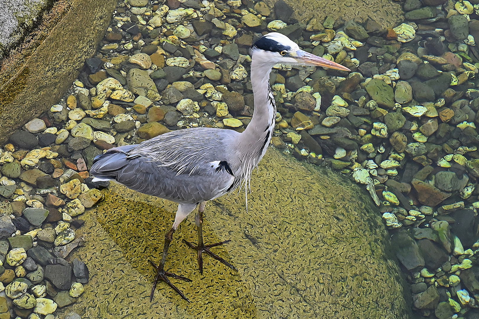 Graureiher (Ardea cinerea)