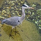 Graureiher (Ardea cinerea)