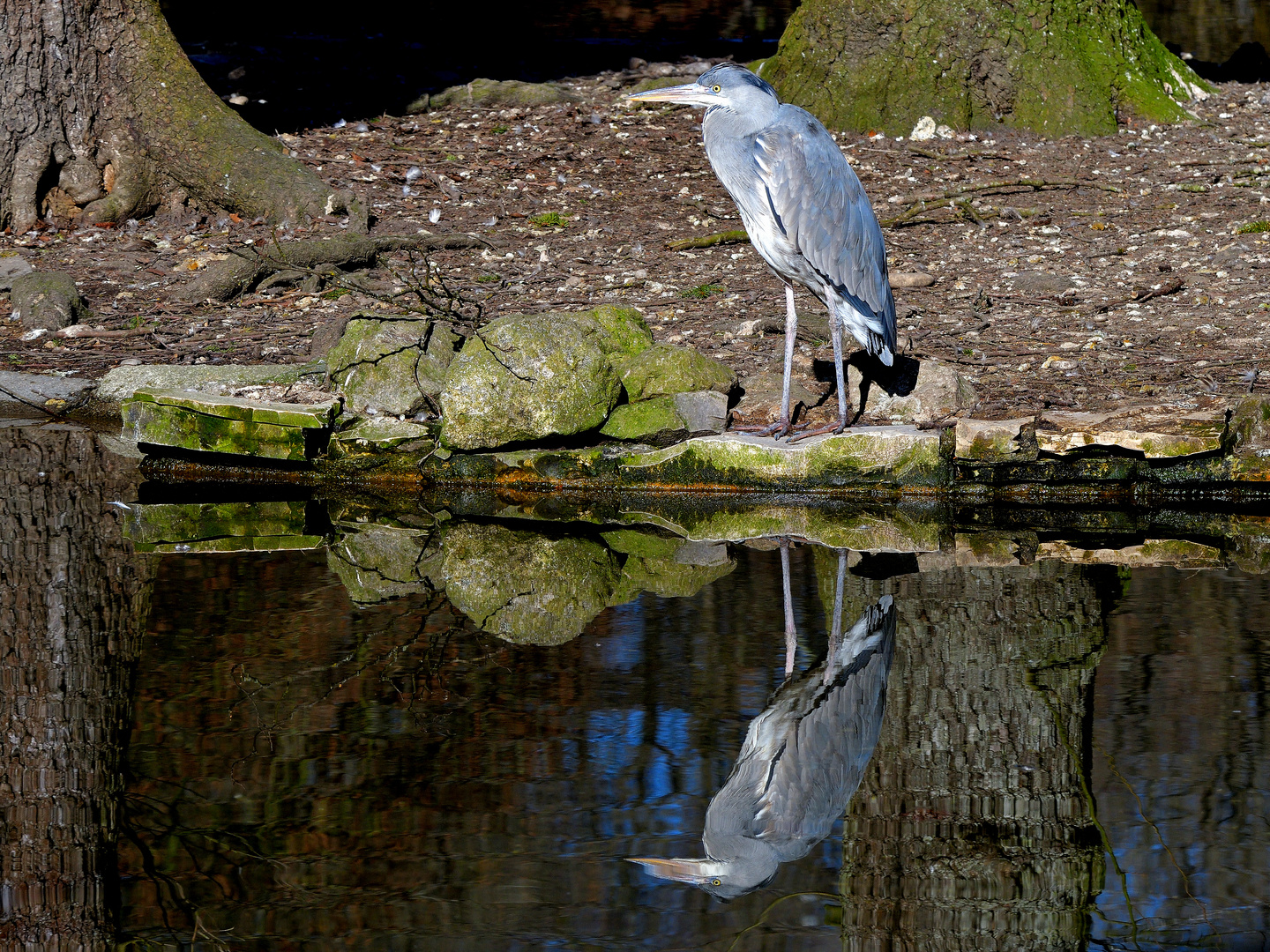 Graureiher (Ardea cinerea)