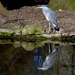 Graureiher (Ardea cinerea)