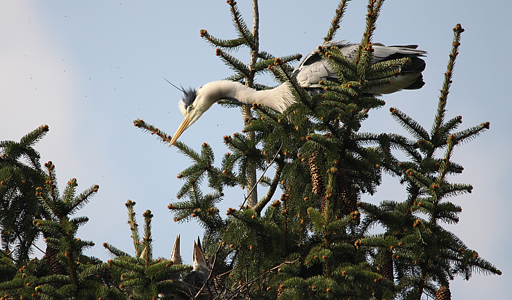 Graureiher (Ardea cinerea)