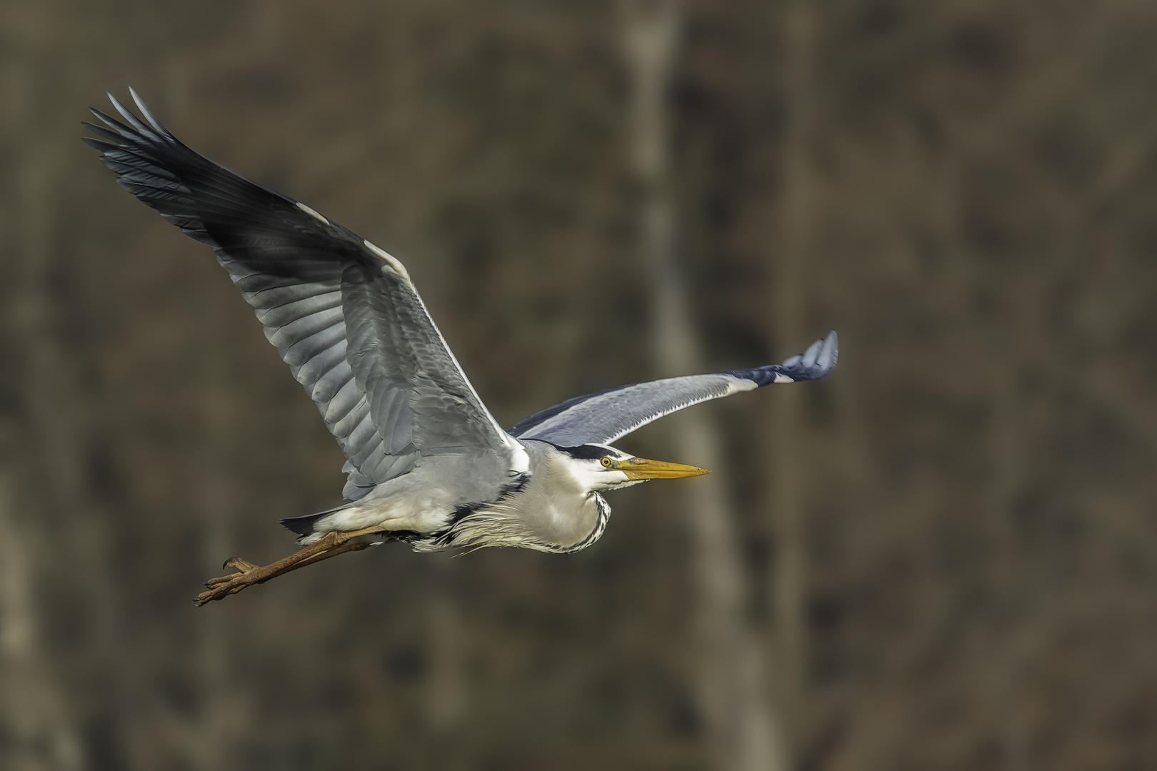 Graureiher (Ardea cinerea)